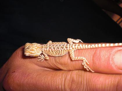 Schöne kleine Leatherback Bartagame abzugeben.