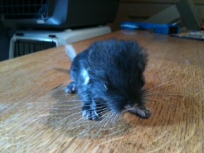 Chinchilla Babys mit Zuchtnachweis abzugeben Eltern Preisträger Tiere