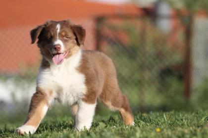 3 Australian Shepherd Welpen