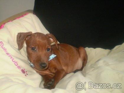 Zwergpinscher mit FCI pedigree