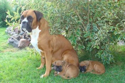 Boxer Welpen