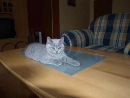 Kitten BKH, BKH Kattzenbabys mit Stammbaum