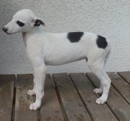 Greyhound und Borzoi