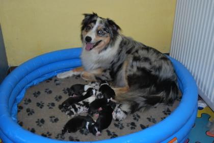 Wunderschöne Aussie-Welpen mit ASCA Papieren