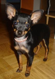 Russicher Toy Terrier zu Verkaufen