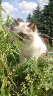 Ragdollkitten mit Papiere