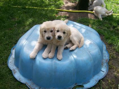 Golden Retriever Welpen