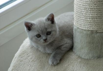 Vier traumhaft schöne, typvolle Britisch Kurzhaar Bärchen BKH Kitten