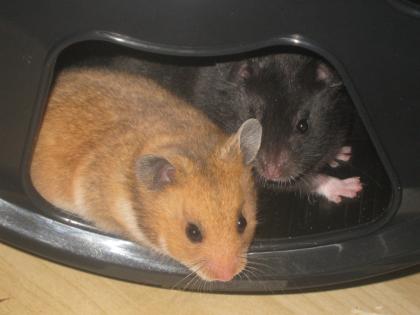 Hamsterkind möchte ihr Herz erobern.