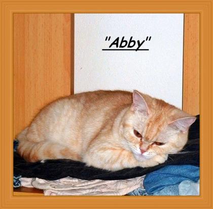 Unsere Abby hat ihre ersten Kitten