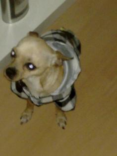 Chihuahua Deckrüde
