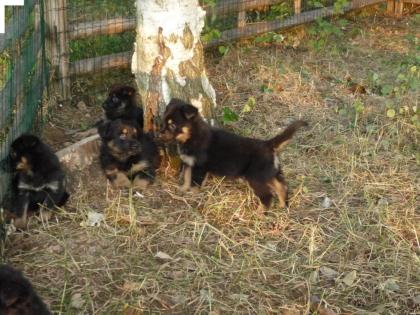 Altdeutsche Schäferhund-Welpen