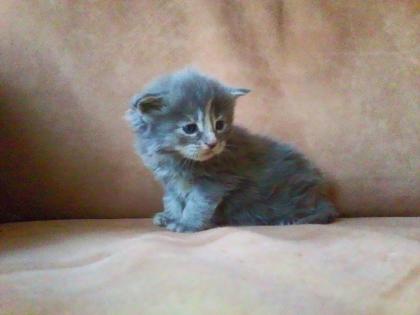Maine Coon Kitten m. P. suchen neuen Wirkungskreis