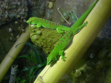 Großer Mad. Taggecko Phelsuma grandis Jungtiere von 2021