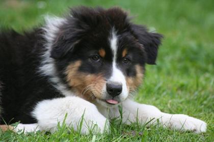 Wunderschöner Black tri Aussie Junge