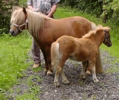 Mehrere Shetlandponystuten m. gutem papier