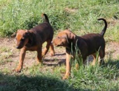 2 rote Deutsche Pinscherrüden suchen neue Besitzer