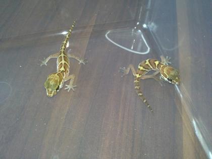Madagaskar Großkopfgeckos NZ 2021