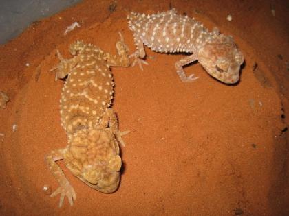 1, 1 Nephrurus amyae zum Verkauf