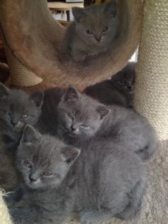6 süsse British Kurzhaar-Karthhäuser Mix Kitten