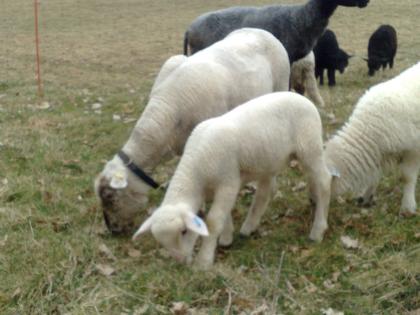 ACHTUNG Letzter Aufruf Stattl. Jungbock sucht neues Weideland