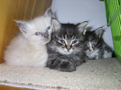 Siebirische waldkatze änhlich der amerikanischen waldkatze Maine coon
