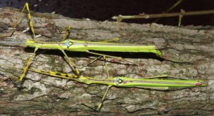 Stab- und Gespenstschrecken, exotische Schaben