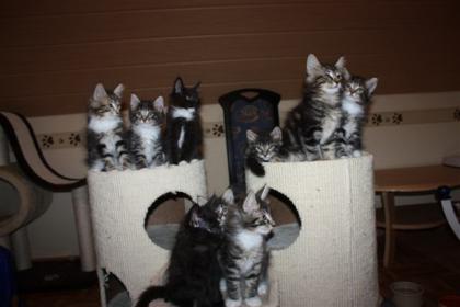 4 Bildhübsche Kitten