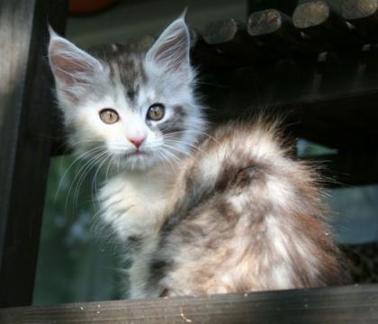 Maine Coon Babys Hamburg