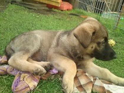 Schäferhund abzugeben
