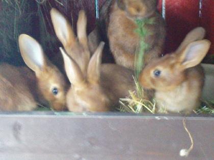 4 junge hasen abzugeben 10 wochen alt
