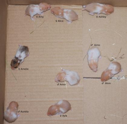 Gold/Teddyhamster aus erfahrener Hobbyzucht