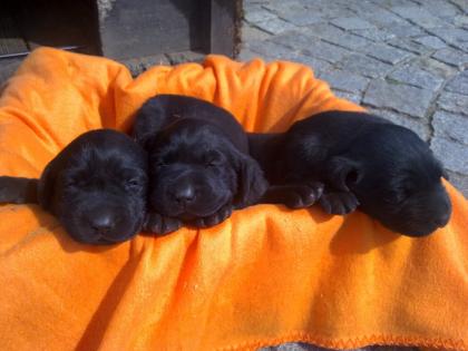 Süße Labrador-Mischlingswelpen abzugeben