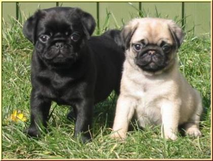 Mops Welpen Beige Schwarz mit Papieren