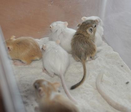 Futtertiere ab zugeben