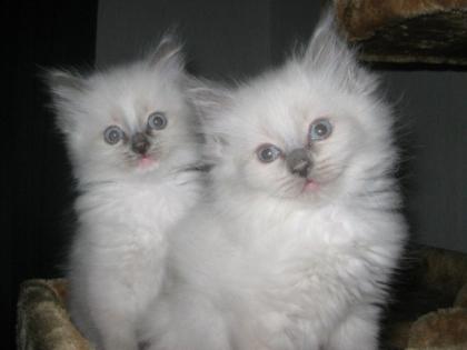 Schöne reinrassige Ragdoll