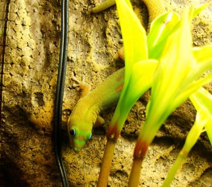 2 junge Goldstaubtaggeckos