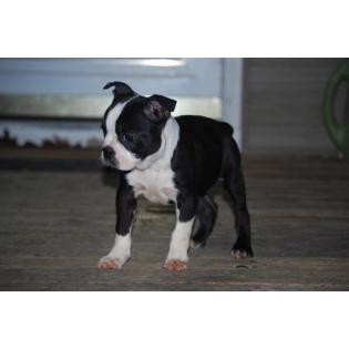 Boston Terrier Welpen Boston Terrier Welpen