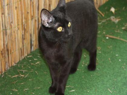 Hauskate Hauskatze / Bombay sucht neues Zuhause zum Schmusen.