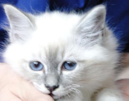 Anton sucht neue Eltern Heilige Birma Blue-Tabby-Point Stammbaum Zucht