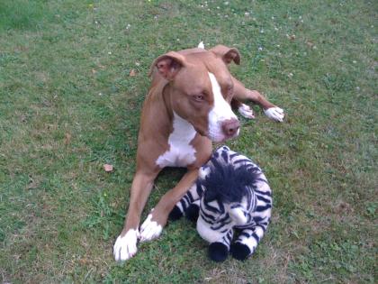 Red nose pitbull hündin 4 jahre, kastriert EU pass