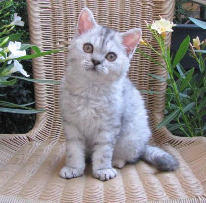 Selkirk Rex Mädchen, mit und ohne Schäfchenfell
