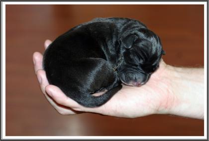 Deutsche Doggen del Toro hat 13 vielversprechende Welpen mit DDC/VDH Papieren ab
