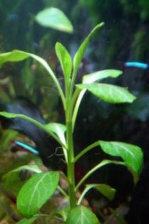 Aquarienpflanzen aus Hobbyzucht