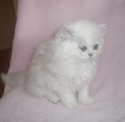 Zauberhafte chinchilla silver shadet Perserbabys