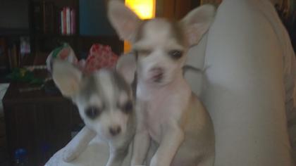 2 chihuahua welpen rüde und hündin in liebevolle hände zu verkaufen