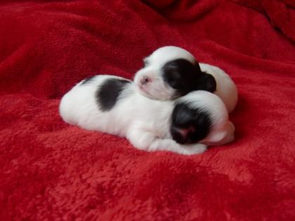 Süße Laghaar-Chihuahua-Welpen suchen ein Zuhause