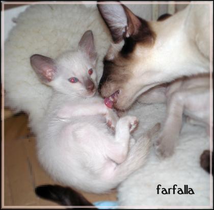 2 zuckersüße, reinrassige Siam Katzen Kinder suchen.
