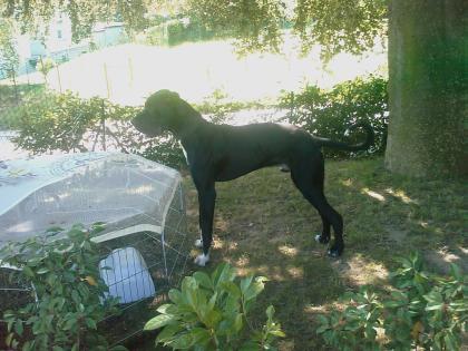 , Familien Traumhund Schmusebacke