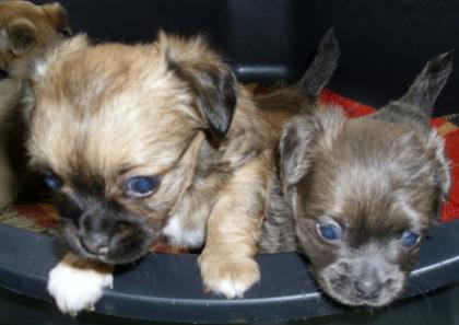 Reinrassige Chihuahua-Welpen